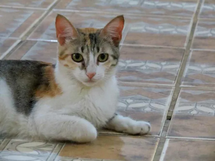 Gato raça Srd idade 2 a 6 meses nome Miniie castrada