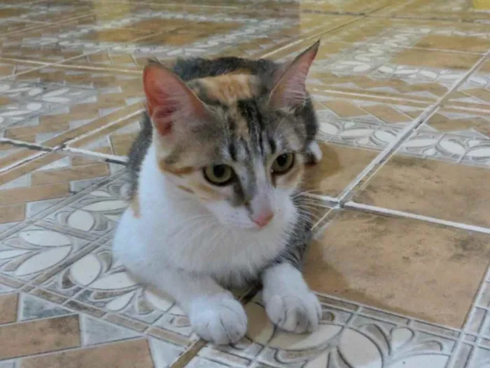 Gato raça Srd idade 2 a 6 meses nome Miniie castrada