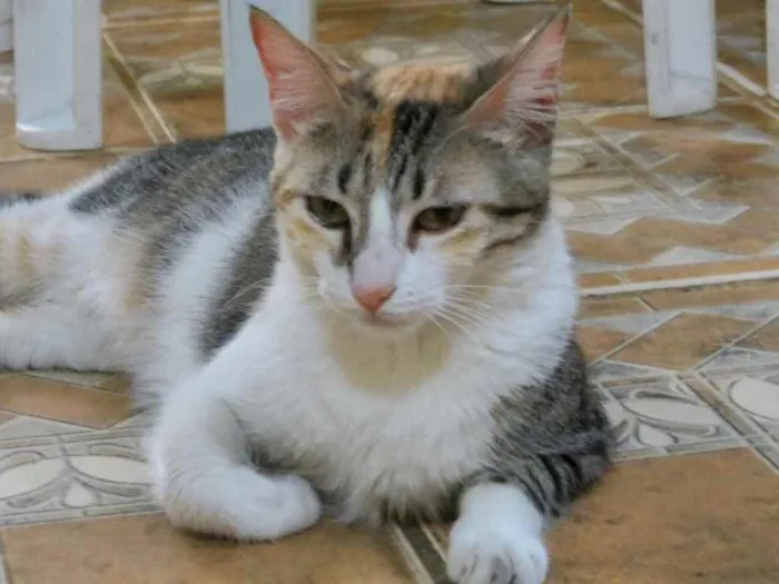 Gato raça Srd idade 2 a 6 meses nome Miniie castrada