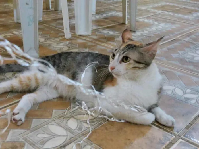 Gato raça Srd idade 2 a 6 meses nome Miniie castrada