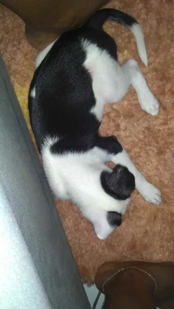 Cachorro raça Srd idade 2 a 6 meses nome Pipoca