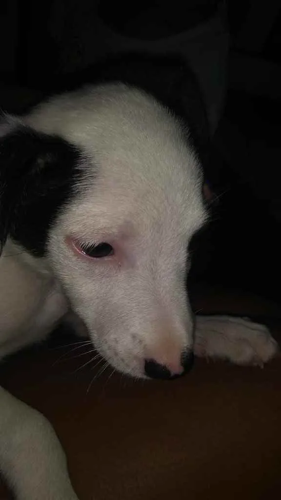 Cachorro raça Srd idade 2 a 6 meses nome Pipoca