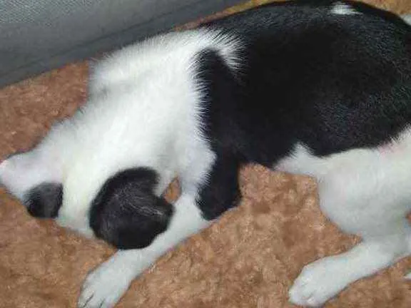 Cachorro raça Srd idade 2 a 6 meses nome Pipoca