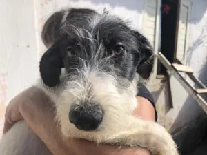 Cachorro raça SRD idade 2 a 6 meses nome Sem Nome