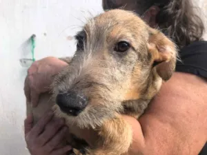 Cachorro raça SRD idade 2 a 6 meses nome Sem Nome