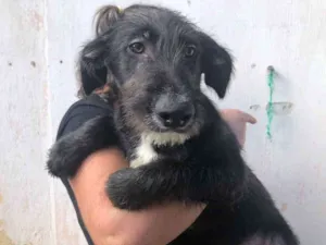 Cachorro raça SRD idade 2 a 6 meses nome Sem Nome