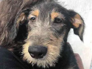 Cachorro raça SRD idade 2 a 6 meses nome Sem Nome
