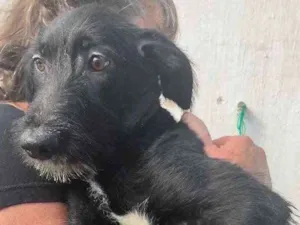 Cachorro raça SRD idade 2 a 6 meses nome Sem Nome