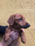 Cachorro raça SRD idade 2 a 6 meses nome Sem Nome