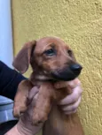 Cachorro raça SRD idade 2 a 6 meses nome Sem Nome