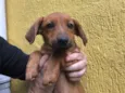 Cachorro raça SRD idade 2 a 6 meses nome Sem Nome