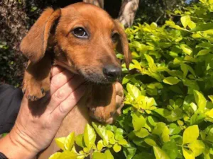 Cachorro raça SRD idade 2 a 6 meses nome Sem Nome
