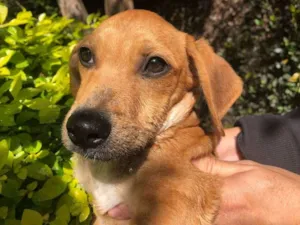 Cachorro raça SRD idade 2 a 6 meses nome Sem Nome