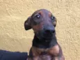 Cachorro raça SRD idade 2 a 6 meses nome Sem nome