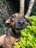 Cachorro raça SRD idade 2 a 6 meses nome Sem nome