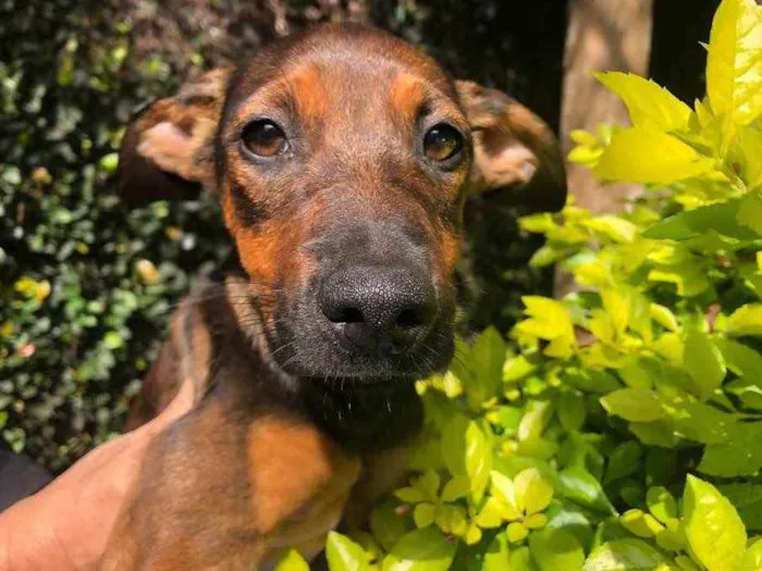 Cachorro raça SRD idade 2 a 6 meses nome Sem nome