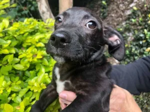 Cachorro raça SRD idade 2 a 6 meses nome Sem Nome