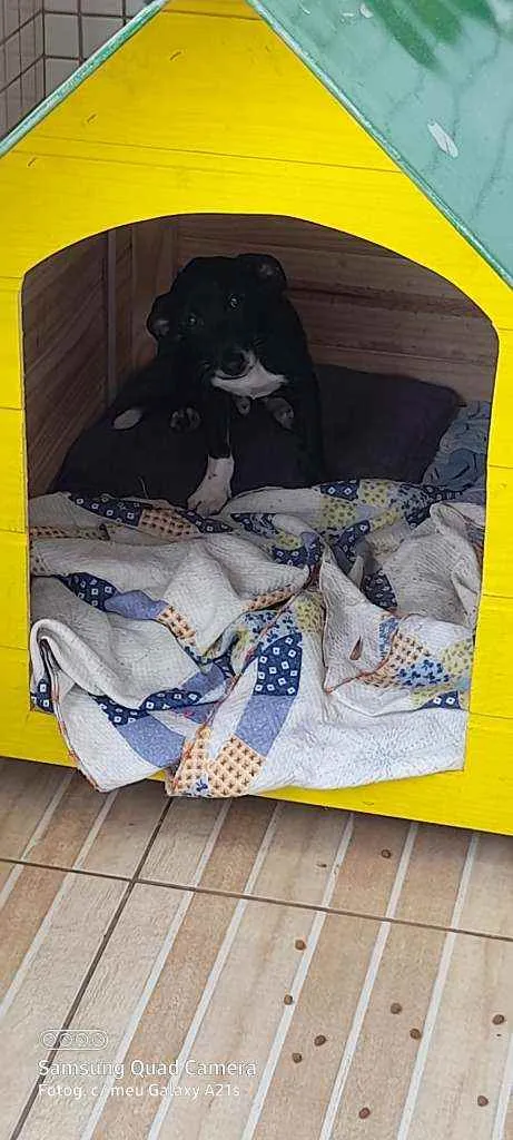 Cachorro raça  idade 2 a 6 meses nome Luck