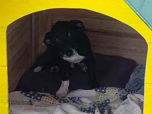 Cachorro raça  idade 2 a 6 meses nome Luck