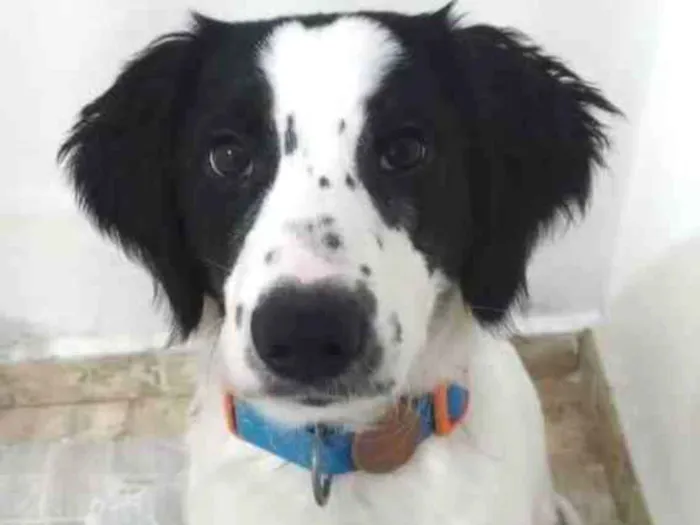 Cachorro ra a SRD idade 2 a 6 meses nome Max