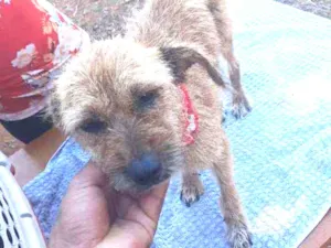 Cachorro raça SRD idade 6 ou mais anos nome Sol