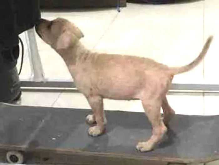 Cachorro raça Srd idade 2 a 6 meses nome 3 Marias castradas 