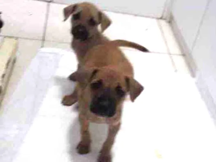 Cachorro raça Srd idade 2 a 6 meses nome 3 Marias castradas 