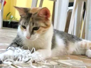 Gato raça Srd idade 2 a 6 meses nome Miniie castrada