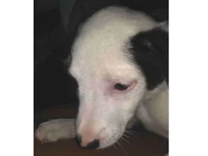 Cachorro raça Srd idade 2 a 6 meses nome Pipoca