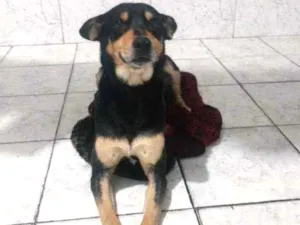 Cachorro raça Srd idade 1 ano nome Ted