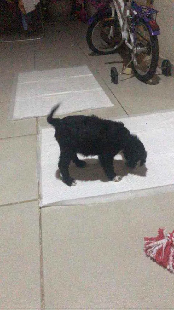 Cachorro ra a Mistura vira lata idade 2 a 6 meses nome Booba