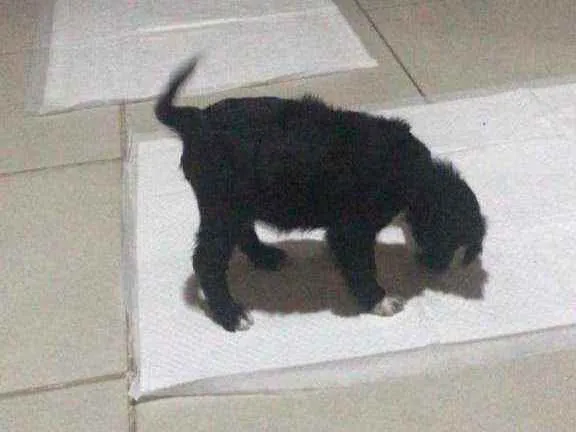 Cachorro ra a Mistura vira lata idade 2 a 6 meses nome Booba