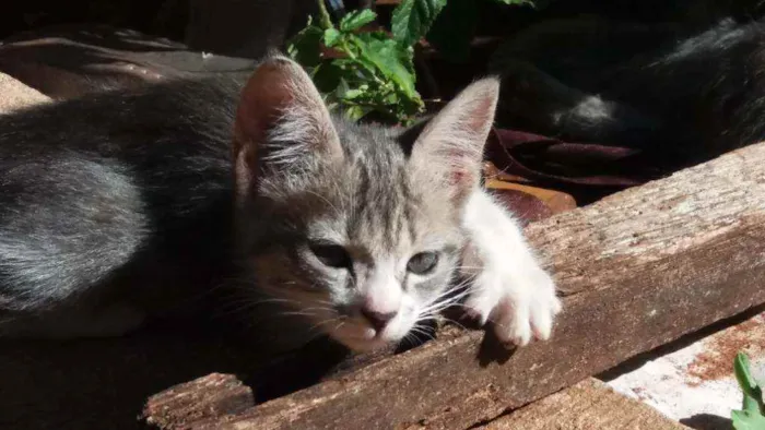 Gato ra a Variada. idade Abaixo de 2 meses nome Gatinhos filhote