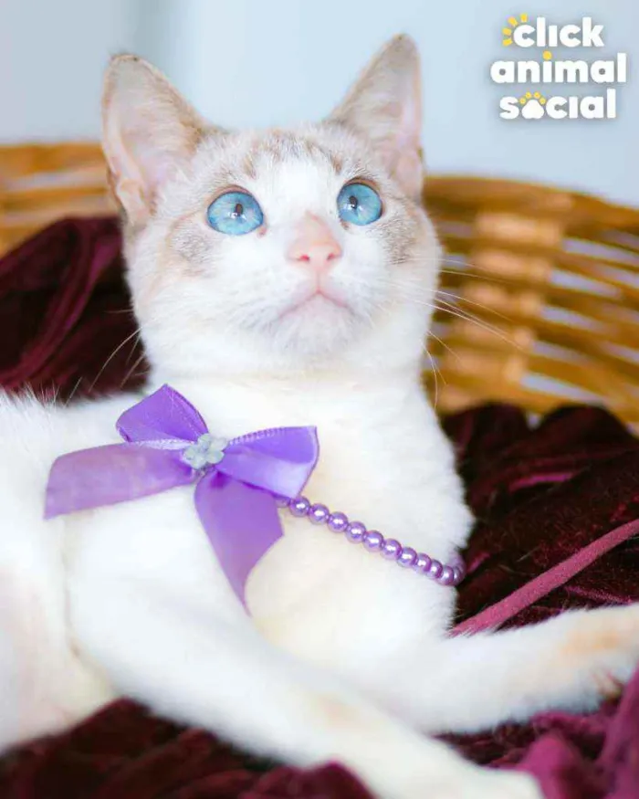 Gato ra a SRD ( SEM RACA DEFINIDA) idade 7 a 11 meses nome LUIZA