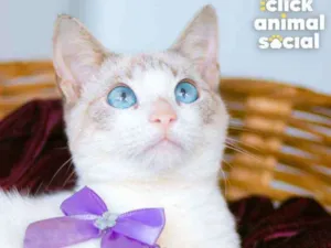 Gato raça SRD ( SEM RACA DEFINIDA) idade 7 a 11 meses nome LUIZA
