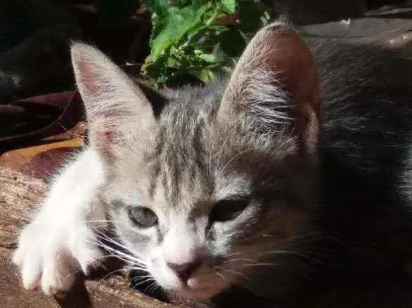 Gato ra a Variada. idade Abaixo de 2 meses nome Gatinhos filhote