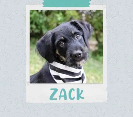 Cachorro ra a SRD  idade 2 a 6 meses nome Zack 
