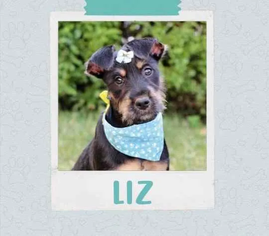 Cachorro ra a SRD  idade 2 a 6 meses nome Liz 