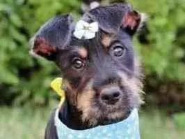 Cachorro raça SRD  idade 2 a 6 meses nome Liz 