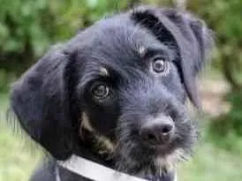 Cachorro raça SRD  idade 2 a 6 meses nome Zack 