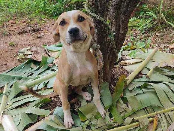 Cachorro raça ND - mestiça com American Bull idade 7 a 11 meses nome Madona 