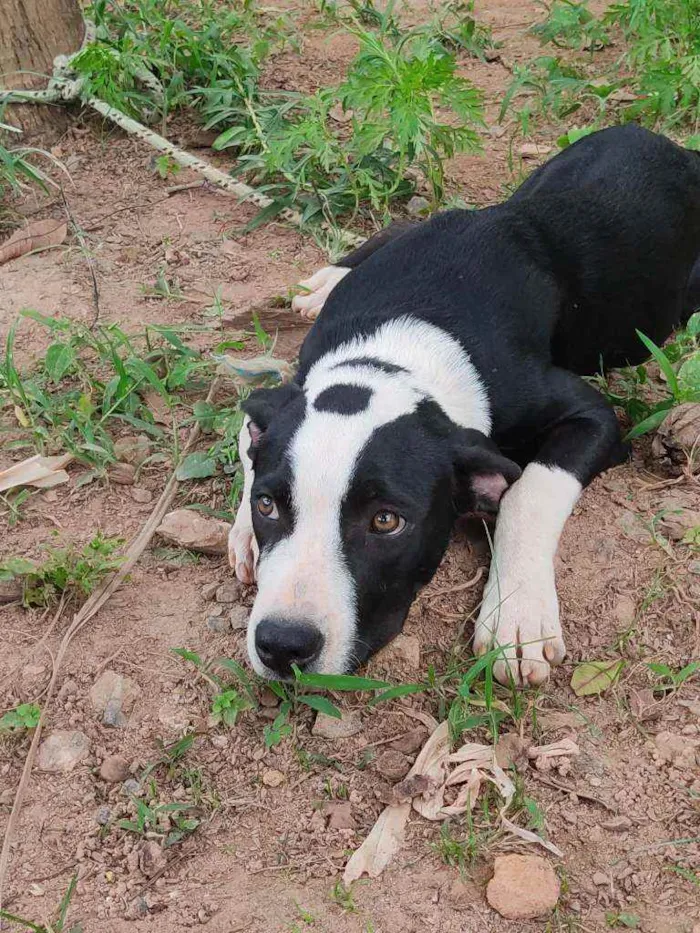 Cachorro raça ND - mestiça com American Bull idade 7 a 11 meses nome Belchior/Castrado