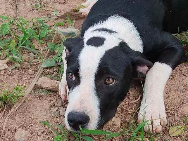 Cachorro raça ND - mestiça com American Bull idade 7 a 11 meses nome Belchior/Castrado