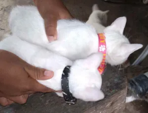 Gato raça Gato branco idade 2 a 6 meses nome Não tem nome ainda 
