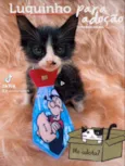 Luguinho
