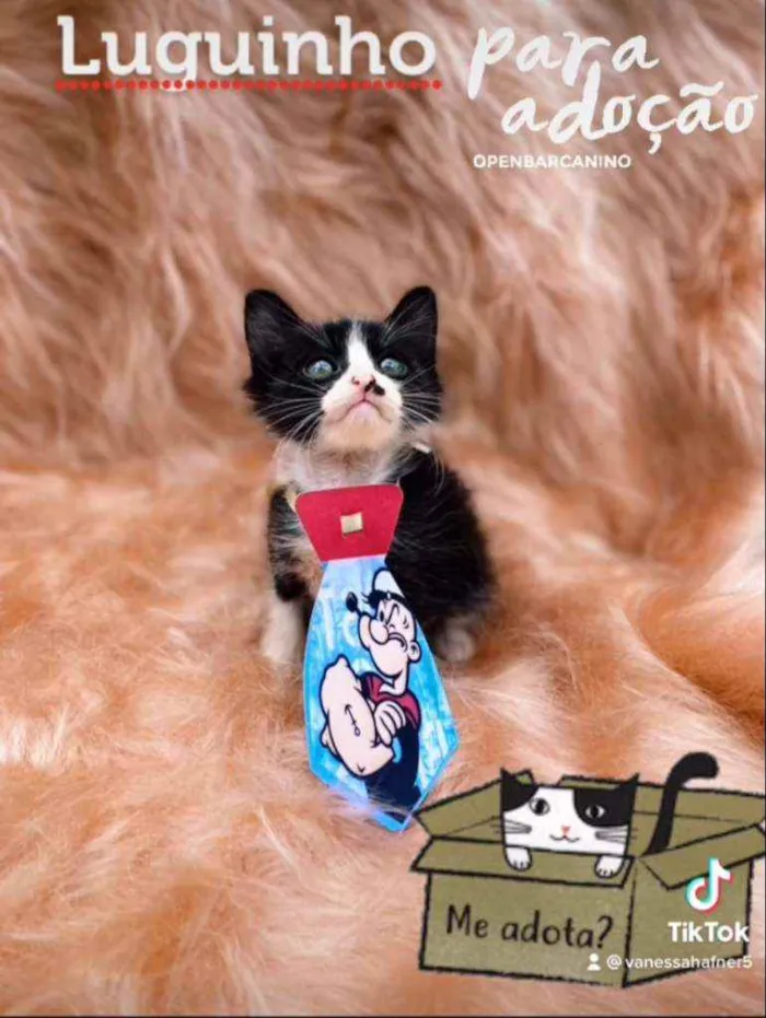 Gato ra a SRD idade 2 a 6 meses nome Luguinho