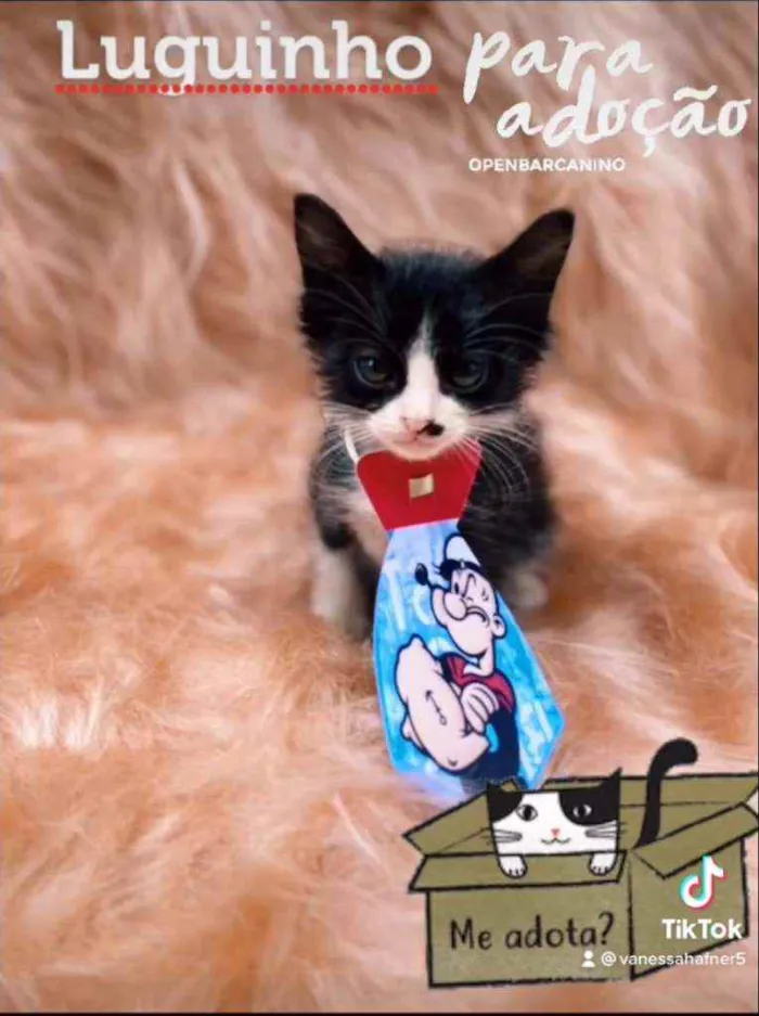 Gato ra a SRD idade 2 a 6 meses nome Luguinho