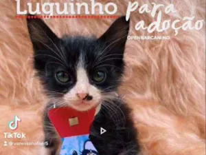 Gato raça SRD idade 2 a 6 meses nome Luguinho