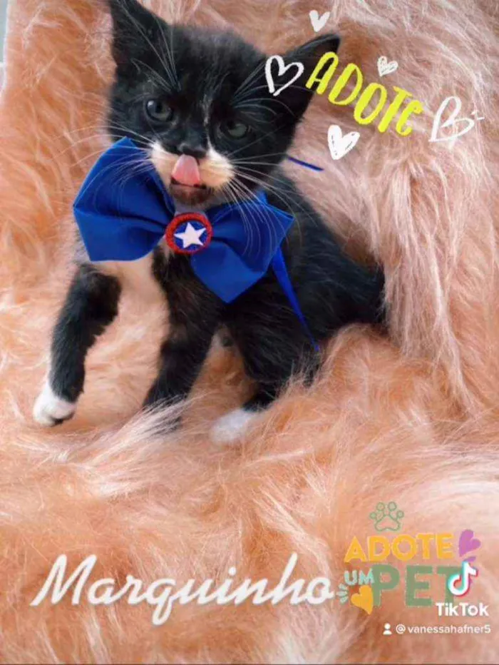 Gato ra a SRD idade 2 a 6 meses nome Marquinho