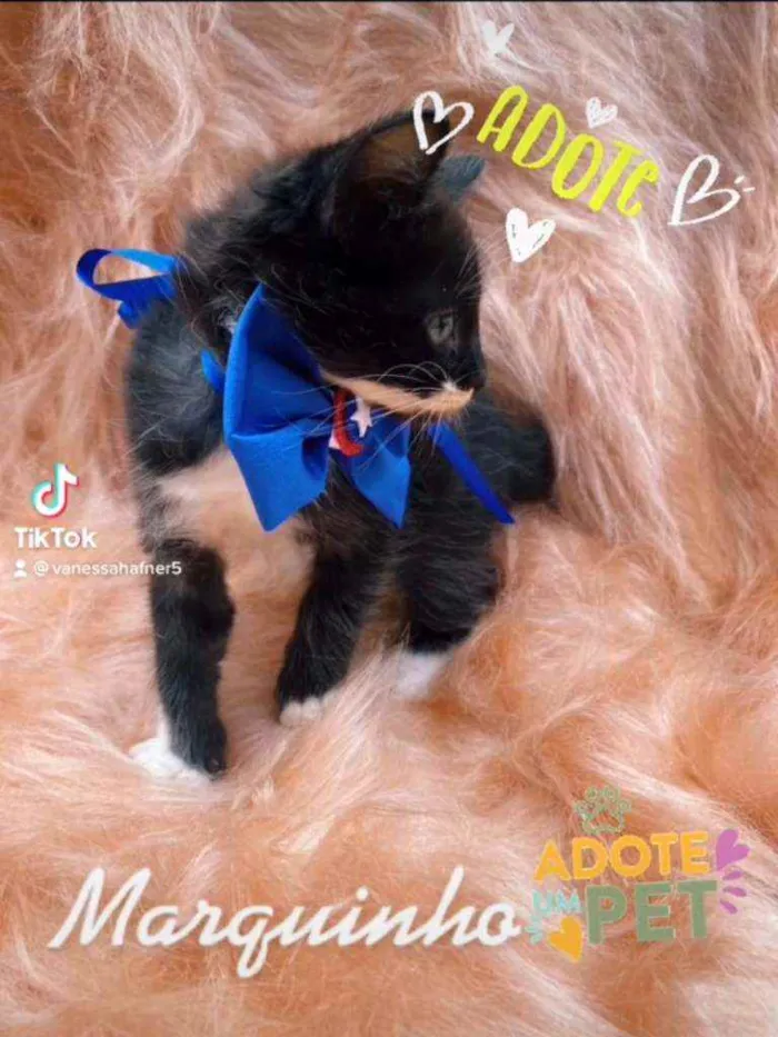 Gato ra a SRD idade 2 a 6 meses nome Marquinho